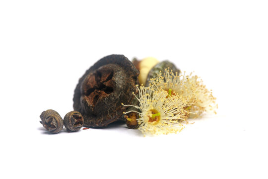 Natural eucalyptus seeds fruits on white background