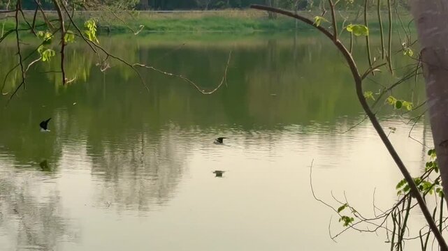 Silhouette , egret birds is flying over the river , video.