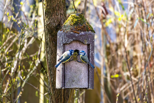 Ein Paar Blaumeisen baut sich ein Nest im Vogelh&auml;uschen