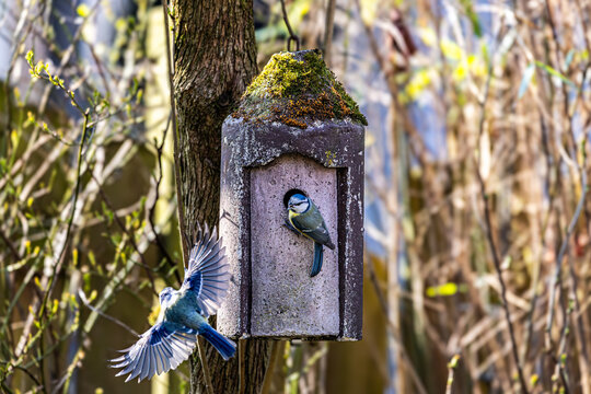 Ein Paar Blaumeisen baut sich ein Nest im Vogelh&auml;uschen