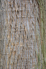 Obraz premium Bark of a Chestnut tree in southern England