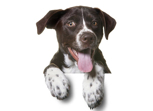 great dane puppy isolated png