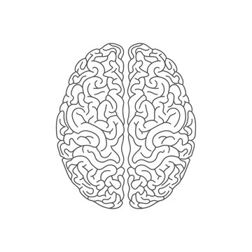 Top view illustration of a human brain with detailed convolutions and sulci on a white background.