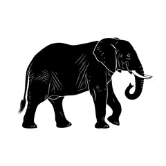 Obraz premium Silhouette of an African elephant walking with its trunk curled, isolated on a white background.