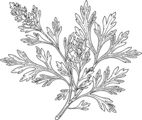 Fototapeta premium Artemisia plant branch with detailed leaves and flowers botanical illustration line art