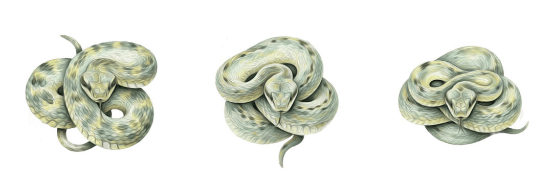 Realistic hand drawn watercolor illustration set of coiled snakes isolated on white background transparent png