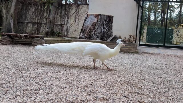White Peacock Walking on Gravel Courtyard. Elegant albino peafowl with long tail feathers searching for food on a stone ground in a quiet outdoor garden setting.