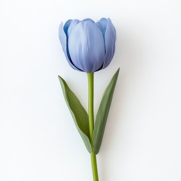 Blue tulip flower elegant art.