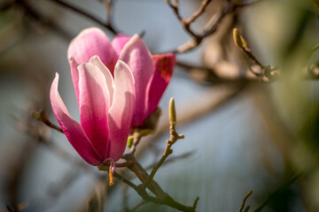 pink magnolia flower