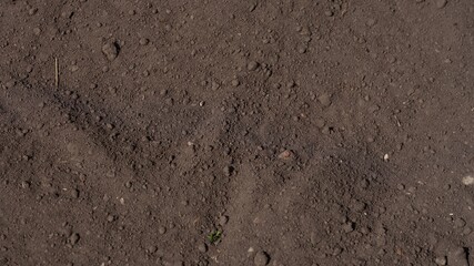 Fototapeta premium Background of dark fertile soil texture with small organic clumps.