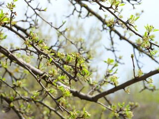 Close-up of tree branches with fresh green buds and tiny young leaves starting to bloom in early spring.