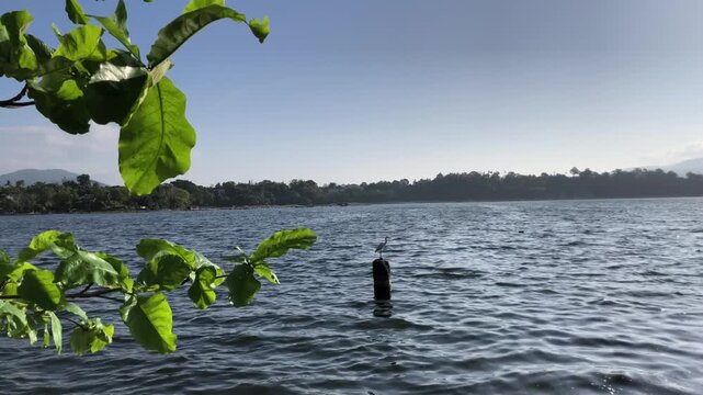 great white egret perched on a wooden pole in the middle of a polluted lake, hunting for fish.