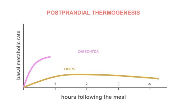 Postprandial thermogenesis graph. Biology education, metabolic health, or scientific medical projects. Scientific illustration symbolizing the body's energy-burning process, highlighting internal heat