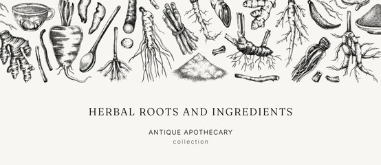 Fototapeta premium Medicinal roots banner design. Herbal ingredients hand drawn vector illustration. Vintage apothecary background. NOT AI generated
