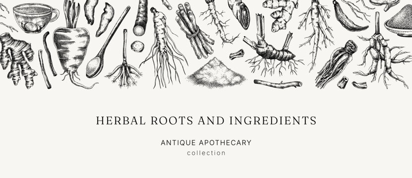 Medicinal roots banner design. Herbal ingredients hand drawn vector illustration. Vintage apothecary background. NOT AI generated