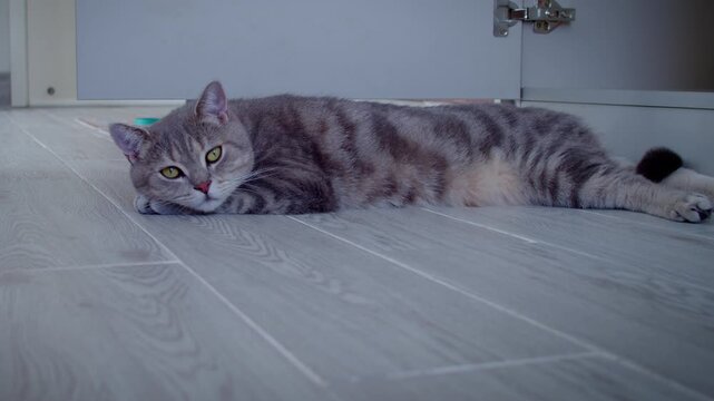 A gray domestic cat is lying on a light floor, looking at the camera
