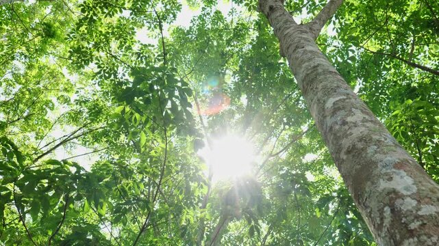 Sun rays passing through vibrant green forest leaves illuminate a scenic woodland landscape, forming a beautiful 4K nature video that illustrates natural harmony, fresh environment, and peaceful outdo
