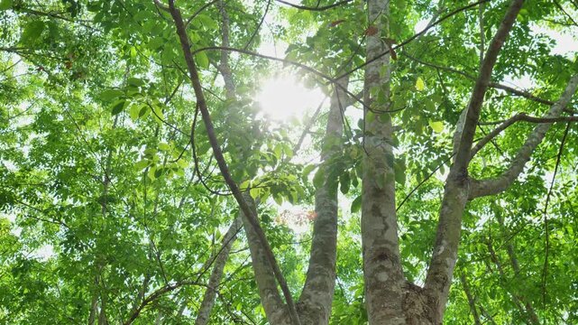 Scenic forest of fresh green deciduous trees framed by leaves with warm sunlight shining through the foliage, creating a peaceful 4K nature video that represents natural beauty, fresh air, and a tranq