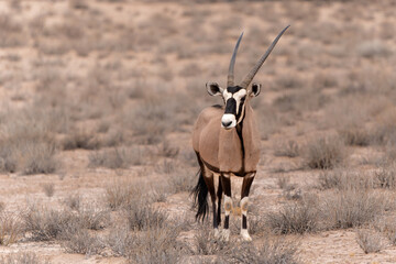 Oryx, African oryx, or gemsbok (Oryx gazella) in the Kalahari desert. This oryx is searching for water and food in the red dunes and dry riverbeds of the Kgalagadi Transfrontier Park in South Africa © henk bogaard