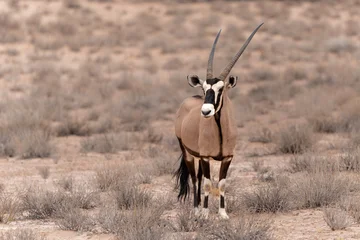 Fototapeten Antilope Oryx, African oryx, or gemsbok (Oryx gazella) in the Kalahari desert. This oryx is searching for water and food in the red dunes and dry riverbeds of the Kgalagadi Transfrontier Park in South Africa  © henk bogaard