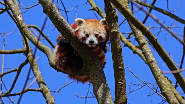 The red panda, Ailurus fulgens, also called the lesser panda and the red cat-bear sitting on a tree.