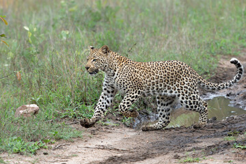 Obraz premium Leopard cub on the move. This Leopard cub was following his mother in Sabi Sands Game Reserve in the greater Kruger region in South Africa