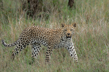 Naklejka premium Leopard cub on the move. This Leopard cub was following his mother in Sabi Sands Game Reserve in the greater Kruger region in South Africa