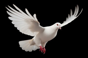 Fototapeta premium White pigeon animal flying bird.