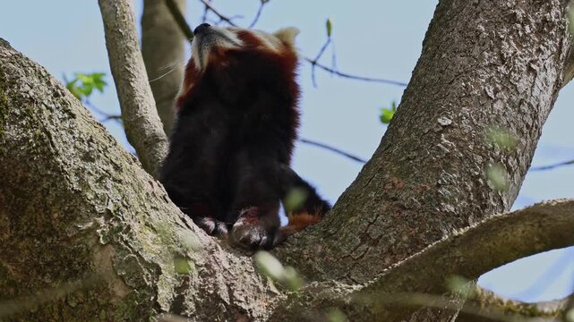 The red panda, Ailurus fulgens, also called the lesser panda and the red cat-bear sitting on a tree.