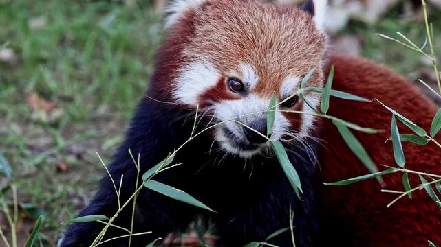 The red panda, Ailurus fulgens, also called the lesser panda and the red cat-bear sitting on a tree.