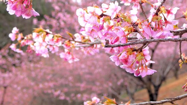 4k 道の駅みょうぎの河津桜（フィクス）