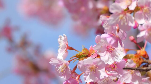 4k 道の駅みょうぎの河津桜のアップ（フィクス）