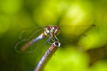 A close up of a dragonfly perched in the garden in summertime. © The_Artworker