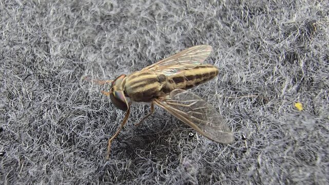Close-up view of a small horse fly with elongated body and wings resting on a textured dark surface in natural light