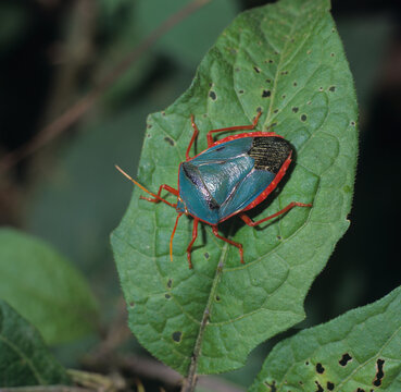 Edessa rufomarginata, Rotrand-Baumwanze, im Regenwald von Costa Rica, eine Wanzenart aus der Familie der Pentatomidae. Lebt in den tropischen Regionen Mittel- und S&uuml;damerikas.