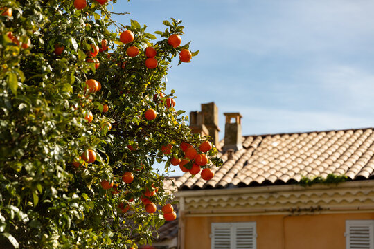 Gros plan sur un oranger avec des oranges m&ucirc;res en premier plan, maison typique proven&ccedil;ale et ciel bleu en arri&egrave;re-plan