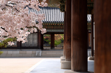 Obraz premium Korean pavilion, Spring culture. Traditional Korean architecture pavilion surrounded by pink cherry blossom trees in full bloom