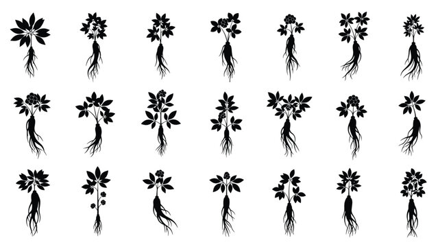 Silhouettes of different ginseng plants showing their unique leaf shapes and complex root structures in black.