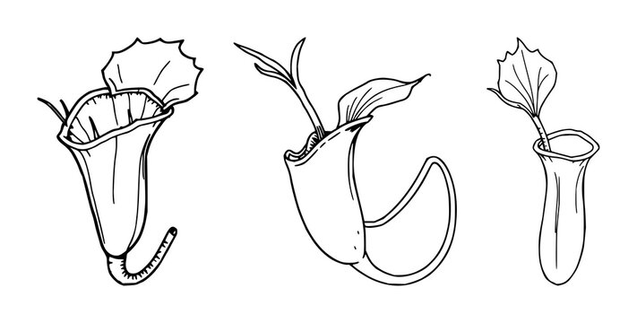 Venus flytrap set with hand-drawn scientific illustration featuring carnivorous plant, botanical anatomy, white background with detailed and line art