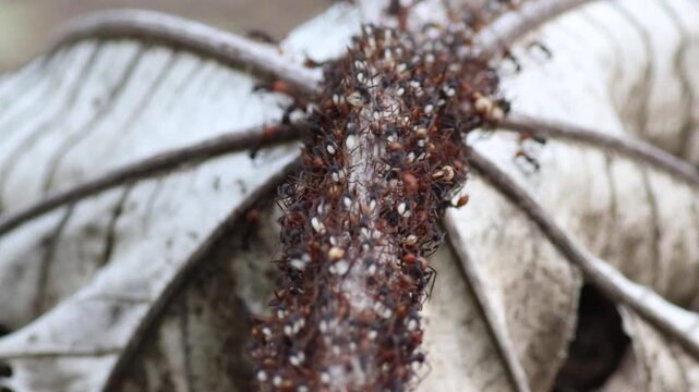 Massive group of Army ants insects animals moving eggs in rainforest jungle forest understory