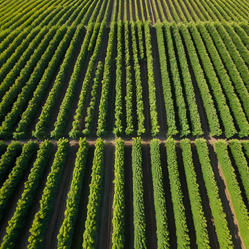 Aerial view of ripening viti vinifera grape field