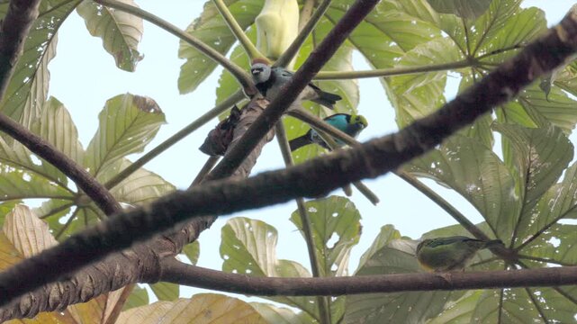 3 Colorful Tanagers bird tropical mixed species flock Rainforest jungle
