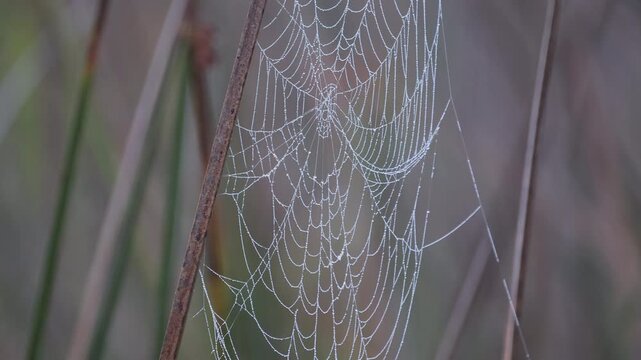 Slow motion morning dewy spider web in tropical marsh with breeze