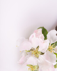 Fototapeta premium Delicate pale pink apple blossom branch on soft white background, vertical spring floral composition with copy space, airy botanical design, romantic nature backdrop for greeting card, invitation