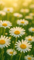 Obraz premium Daisies blooming under golden sunlight mobile wallpaper