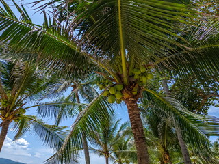  A tall palm tree with green leaves and coconuts. In the background, there is a blue sky.