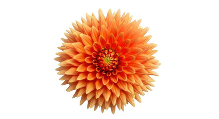 Vibrant orange dahlia flower isolated PNG on transparent background, beautiful blossom with intricate petal arrangement for design elements © Maria