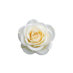 A beautiful white rose with yellow center on a white background.