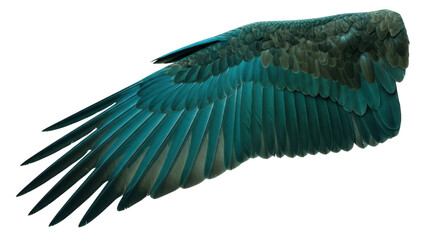 Obraz premium Detailed teal bird wing PNG isolated on transparent background, avian plumage for graphic design and fantasy art projects