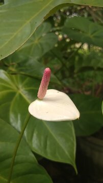 White Anthurium Flower with Pink Spadix and Lush Green Leaves
